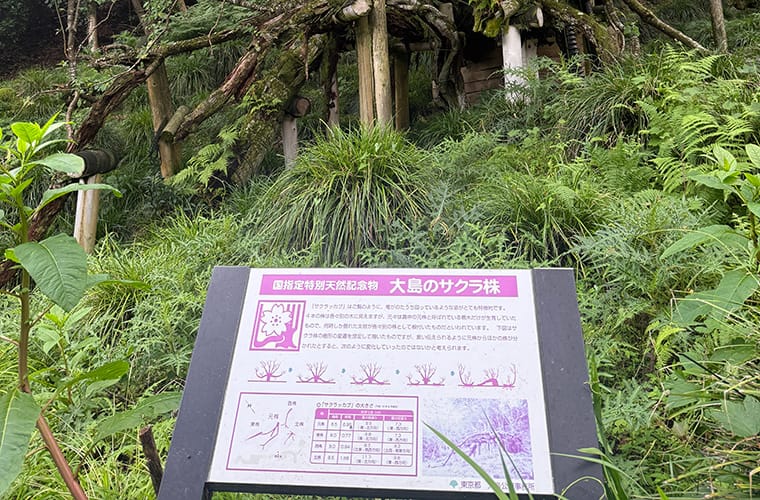 大島のサクラ株