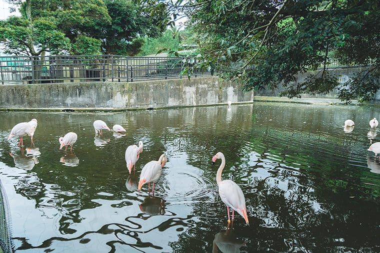 大島公園動物園