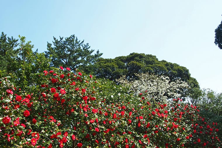 伊豆大島椿花ガーデン